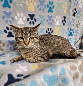 Domestic Short Hair Cats Available for Adoption in Wabash, Indiana - Adele | PetCurious