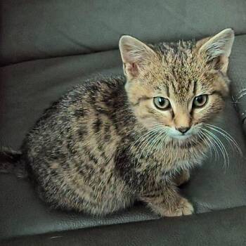 Tabby and Domestic Short Hair Cats Available for Adoption - Erik | PetCurious