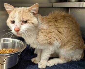 GORDON -  Domestic Short Hair Cat Available for Adoption in St. Peters, Missouri - GORDON | PetCurious