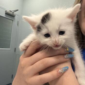 Daphne -  Domestic Medium Hair Cat for Adoption in Greensboro, North Carolina - Daphne | PetCurious