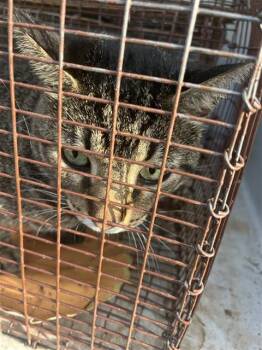 A657303 -  Domestic Short Hair Cat for Adoption in Houston, Texas - A657303 | PetCurious