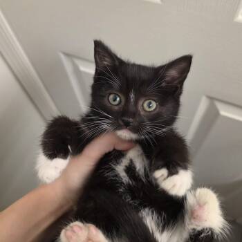 Rhiannon -  Domestic Short Hair and Tuxedo Cat for Adoption in Mastic, New York - Rhiannon | PetCurious