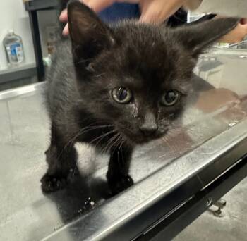 Rescue Domestic Short Hair Cats for Adoption in Hillsdale, Indiana - Victoria | PetCurious