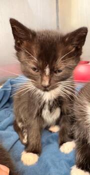 Panda -  Domestic Short Hair Cat for Adoption in Rensselaer, Indiana - Panda | PetCurious