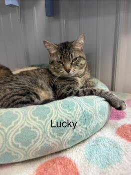 Lucky -  American Shorthair Cat for Adoption in Big Rapids, Michigan - Lucky | PetCurious