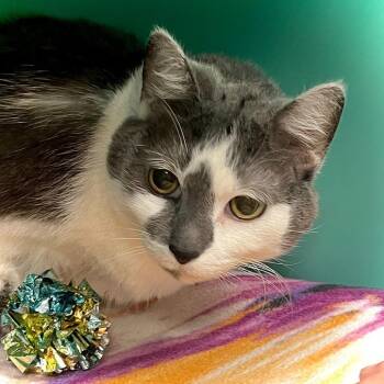 Domestic Short Hair and Mixed Breed Cats Available for Adoption in Owosso, Michigan - Lil Sis | PetCurious