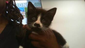 A1266268 -  Domestic Short Hair Cat for Adoption in Charlotte, North Carolina - A1266268 | PetCurious