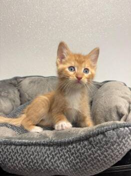 Domestic Medium Hair Cats Available for Adoption in Minot, North Dakota - Simba | PetCurious