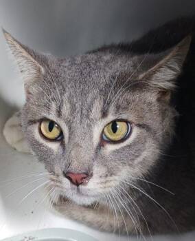Jules -  Domestic Short Hair Cat Available for Adoption in West Memphis, Arkansas - Jules | PetCurious
