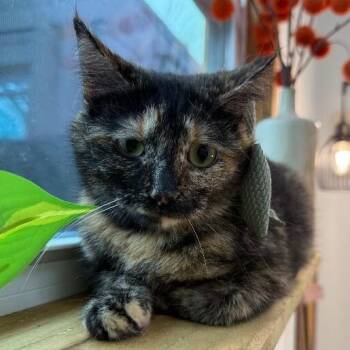 Tortoiseshell and Domestic Short Hair Cats Available for Adoption - Princess Purrty Face | PetCurious