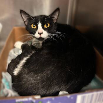 Winnie -  Domestic Short Hair Cat for Adoption in Davenport, Iowa - Winnie | PetCurious