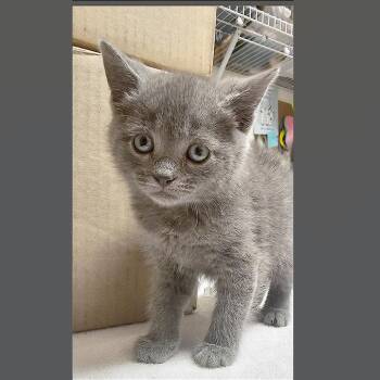 Romie -  Domestic Short Hair Cat for Adoption in Hendersonville, North Carolina - Romie | PetCurious