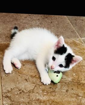 Axel and Salchow -  American Shorthair Cat Available for Adoption - Axel And Salchow | PetCurious