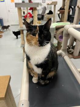 Gemini -  Calico Cat for Adoption in West Palm Beach, Florida - Gemini | PetCurious
