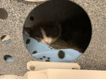 Domestic Medium Hair Cats Available for Adoption in Tulsa, Oklahoma - CLARK THE THIRD | PetCurious