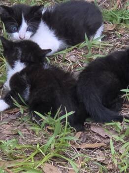 Two Bit -  Domestic Short Hair Cat for Adoption in Alafaya, Florida - Two Bit | PetCurious