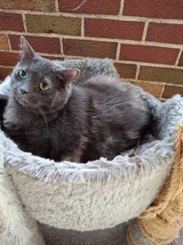 Rescue Domestic Short Hair Cats for Adoption in Ballwin, Missouri - Sabra | PetCurious