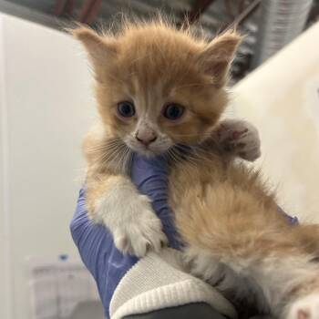 Creek -  Domestic Long Hair Cat for Adoption in Park City, Utah - Creek | PetCurious