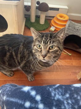 Rescue Domestic Short Hair Cats for Adoption in Greenwich Township, New Jersey - Chirpy | PetCurious