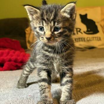 Lincoln -  Domestic Short Hair Cat for Adoption in Johnson City, Tennessee - Lincoln | PetCurious