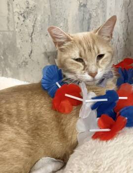 Dottie -  Tabby and Domestic Short Hair Cat for Adoption in Dublin, Ohio - Dottie | PetCurious