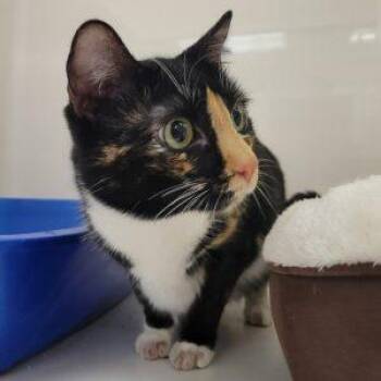 Hazel -  Calico Cat for Adoption in Green Valley, Arizona - Hazel | PetCurious