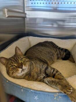 Misty -  Domestic Short Hair Cat Available for Adoption in Hyde Park, New York - Misty | PetCurious