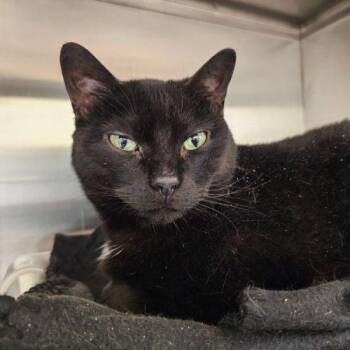 Domestic Short Hair Cats Available for Adoption in Frankfort, Kentucky - Maya 5686C | PetCurious