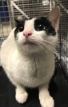 Domestic Short Hair Cats Available for Adoption in Conroe, Texas - A427102 | PetCurious