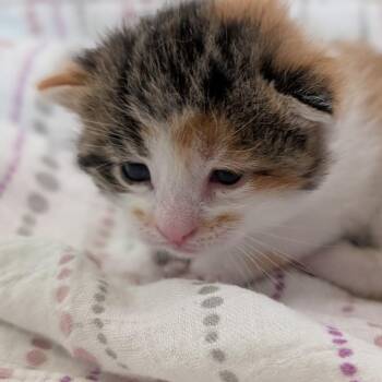 Domestic Short Hair Cats Available for Adoption in Portage, Michigan - Locket | PetCurious