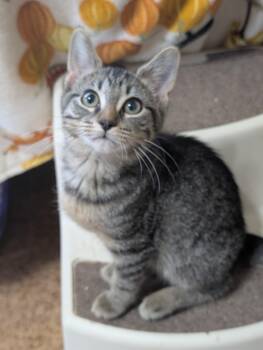 Bijou -  Domestic Short Hair Cat for Adoption in Tilton, Illinois - Bijou | PetCurious