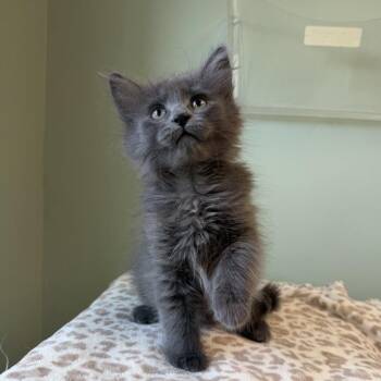 Silly Goose--In Foster -  Domestic Short Hair Cat for Adoption in Fargo, North Dakota - Silly Goose--In Foster | PetCurious