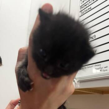 Agent J (26-3O-2) -  Domestic Short Hair Cat for Adoption in Rifle, Colorado - Agent J (26-3O-2) | PetCurious