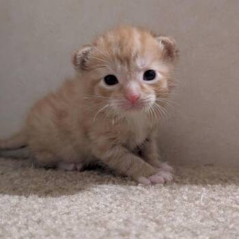 Domestic Short Hair Cats Available for Adoption in Huntington, West Virginia - Bottle Kitten Fettuccine | PetCurious