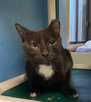 Tuck -  Domestic Short Hair Cat for Adoption in Fargo, North Dakota - Tuck | PetCurious