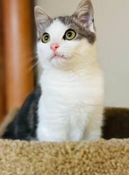 Domestic Short Hair Cats Available for Adoption - Grisham | PetCurious