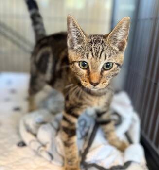Masha -  Domestic Short Hair Cat for Adoption in Nashville, Tennessee - Masha | PetCurious