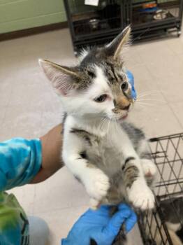 Grover -  Domestic Short Hair Cat for Adoption in Burnsville, North Carolina - Grover | PetCurious
