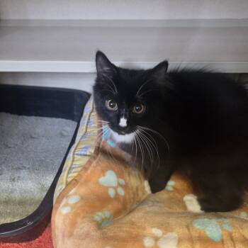 Izzy -  Domestic Medium Hair Cat for Adoption in Pagosa Springs, Colorado - Izzy | PetCurious