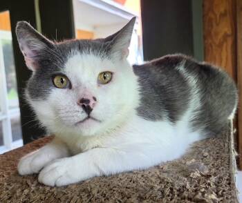Marble -  Domestic Short Hair Cat for Adoption in Syracuse, New York - Marble | PetCurious