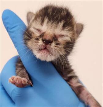 Domestic Short Hair Cats Available for Adoption in Fort Lauderdale, Florida - A2474250 | PetCurious