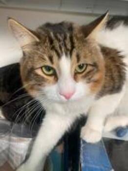 Randy -  Domestic Long Hair Cat for Adoption in Ontario, New York - Randy | PetCurious