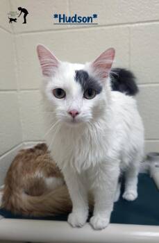 Domestic Medium Hair Cats Available for Adoption - Hudson | PetCurious