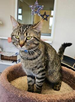 Charlie -  Domestic Short Hair Cat for Adoption in Fremont, Ohio - Charlie | PetCurious