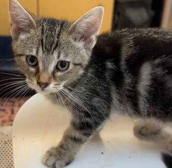 Domestic Short Hair Cats Available for Adoption in Elizabethton, Tennessee - Sam | PetCurious