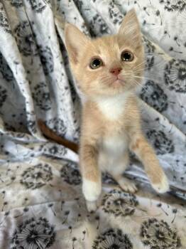 Sprite -  Domestic Short Hair Cat for Adoption in Corpus Christi, Texas - Sprite | PetCurious