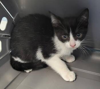 Domestic Short Hair Cats Available for Adoption in Lawrenceville, Georgia - Kano (nf17) | PetCurious