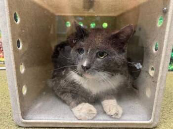 Domestic Short Hair Cats Available for Adoption in Moreno Valley, California - A550916 | PetCurious