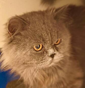 Blue Bear -  Persian Cat for Adoption in Davis, California - Blue Bear | PetCurious