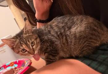 Rescue Domestic Short Hair Cats for Adoption in San Diego, California - Val | PetCurious